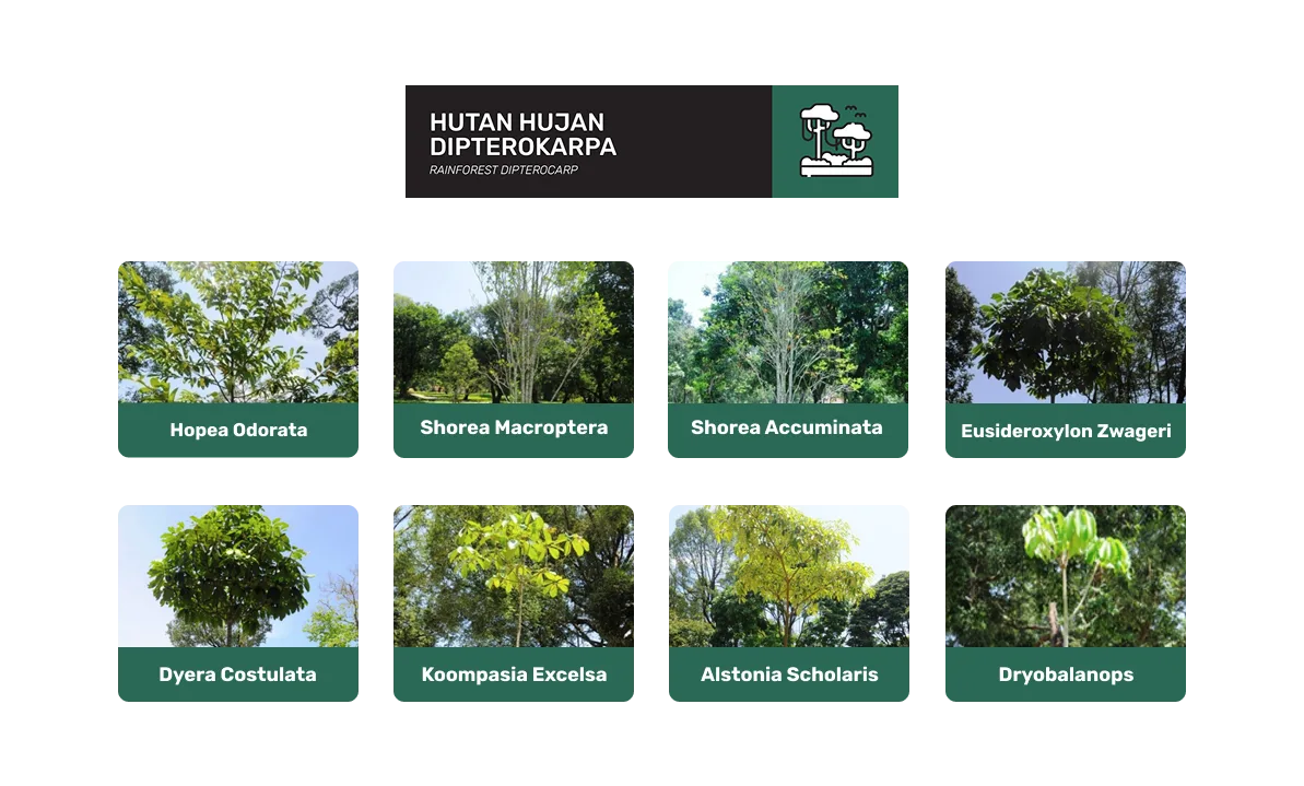 Hutan hujan dipterokarpa di taman botani diraja johor