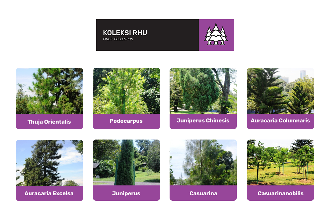 koleksi rhu di taman botani diraja johor