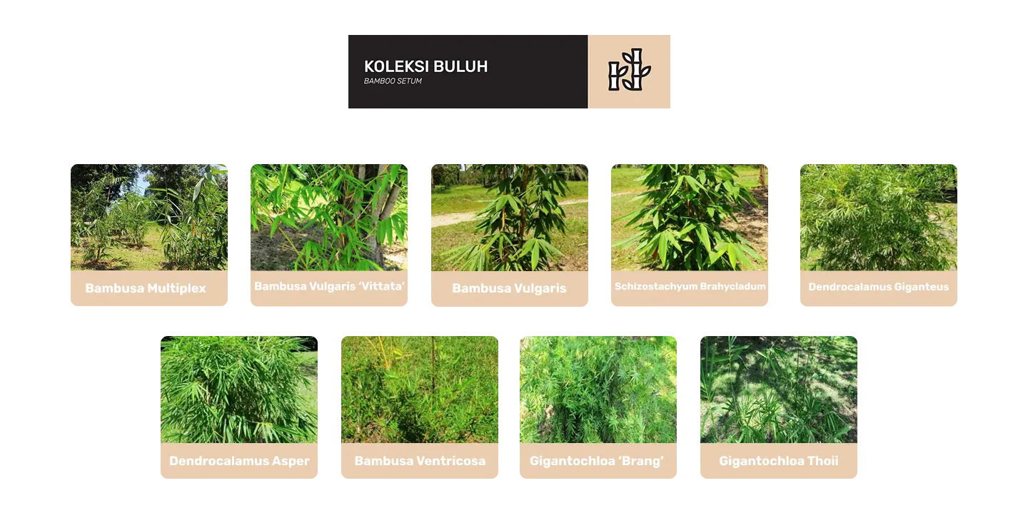 koleksi buluh di taman botani diraja johor