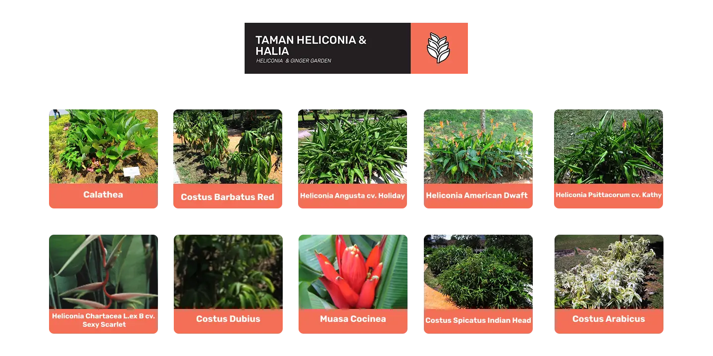 taman heliconia halia di taman botani diraja johor