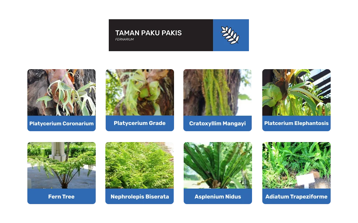 taman paku pakis di taman botani diraja johor